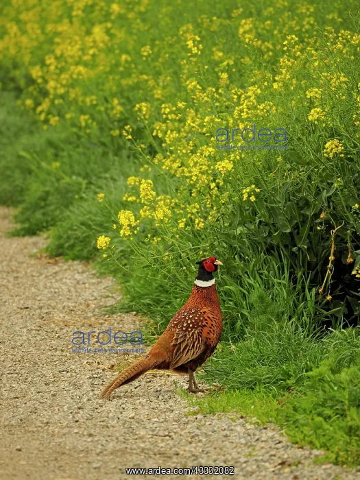 : 80195290 Pheasant - cock by rape field Lake Neusiedl : 80195290 Pheasant - cock by rape field Lake Neusiedl