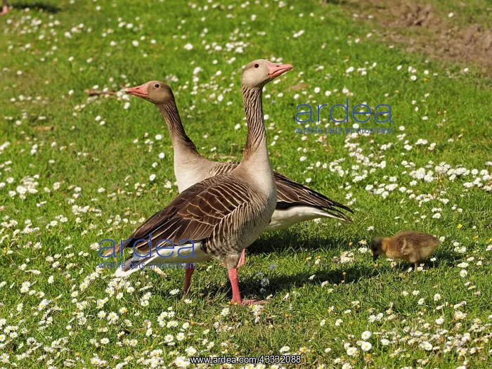  : 80195291 Greylag Goose - pair with chick in Daisy