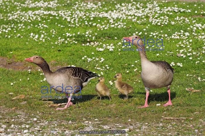 : 80195292 Greylag Goose - pair with chick in Daisy : 80195292 Greylag Goose - pair with chick in Daisy