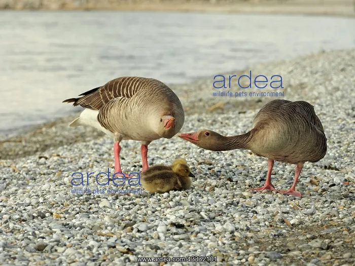 : 80195293 Greylag Goose - pair with chick Lake Neusiedl : 80195293 Greylag Goose - pair with chick Lake Neusiedl
