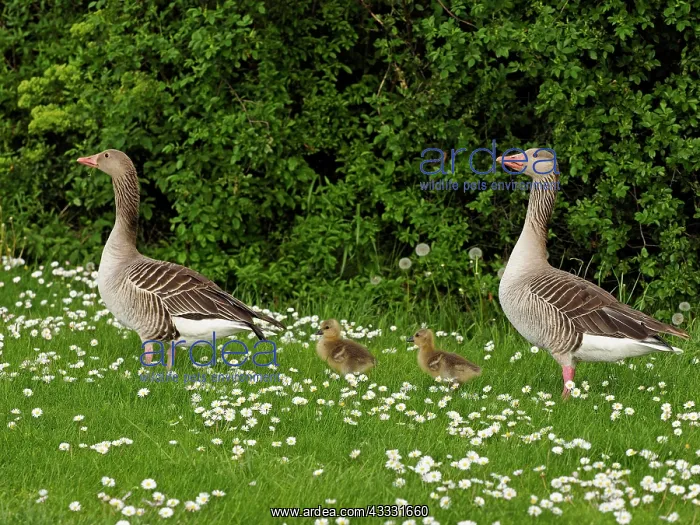 : 80195294 Greylag Goose - pair with chick in Daisy : 80195294 Greylag Goose - pair with chick in Daisy