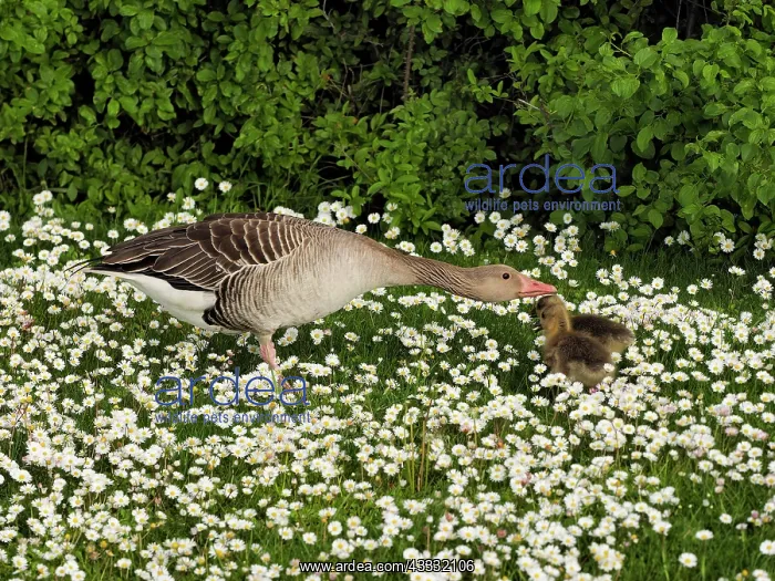 : 80195295 Greylag Goose - with chicks in Daisy meadow : 80195295 Greylag Goose - with chicks in Daisy meadow