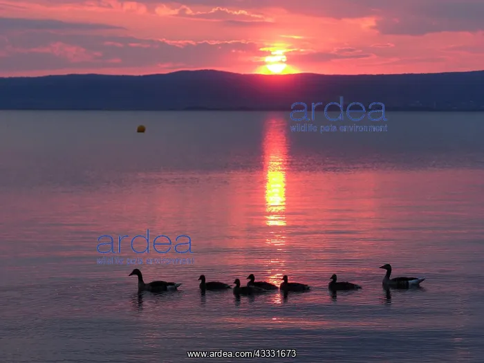 : 80195296 Greylag Goose - pair with chicks at sunset : 80195296 Greylag Goose - pair with chicks at sunset
