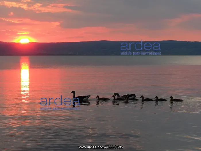 : 80195297 Greylag Goose - pair with chicks at sunset : 80195297 Greylag Goose - pair with chicks at sunset