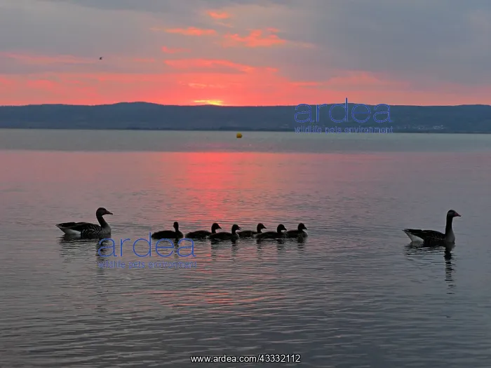 : 80195298 Greylag Goose - pair with chicks at sunset : 80195298 Greylag Goose - pair with chicks at sunset