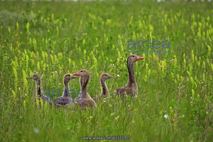 : 80195299 Greylag Goose - pair with chicks in meadow : 80195299 Greylag Goose - pair with chicks in meadow