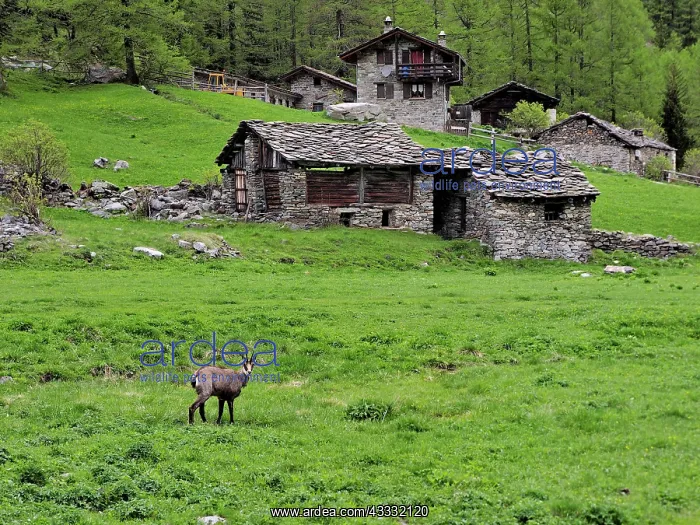 : 80195300 Chamois - in a mountain meadow with farmhouse : 80195300 Chamois - in a mountain meadow with farmhouse