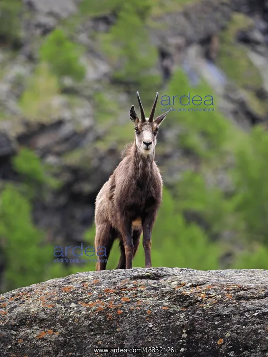 : 80195301 Chamois Valnontey, Gran Paradiso National : 80195301 Chamois Valnontey, Gran Paradiso National