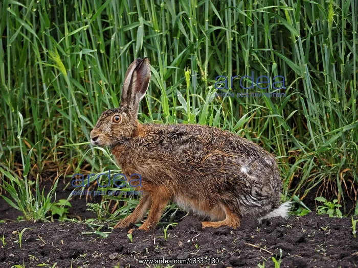 : 80195302 European Hare Lake Neusiedl, Austria Lepus : 80195302 European Hare Lake Neusiedl, Austria Lepus