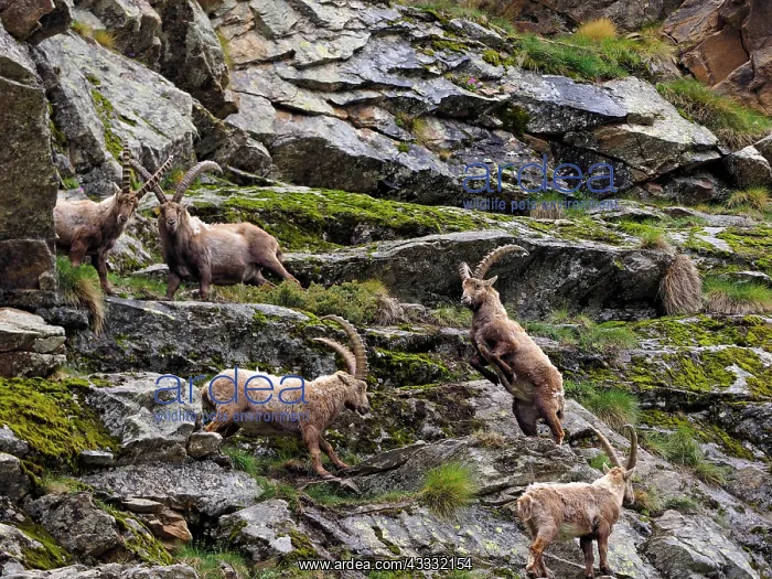 : 80195307 Alpine Ibex - fighting Gran Paradiso National : 80195307 Alpine Ibex - fighting Gran Paradiso National