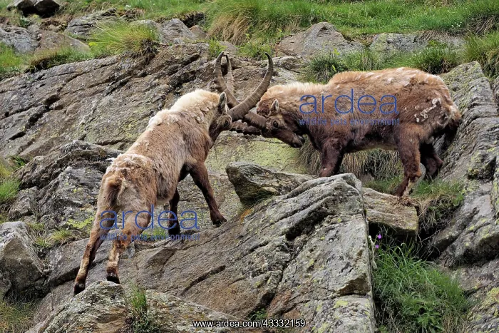 : 80195308 Alpine Ibex - fighting Gran Paradiso National : 80195308 Alpine Ibex - fighting Gran Paradiso National
