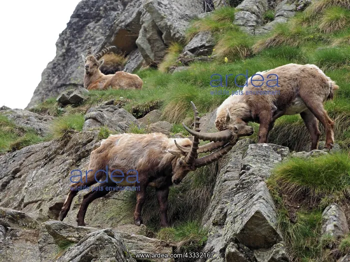 : 80195309 Alpine Ibex - fighting Gran Paradiso National : 80195309 Alpine Ibex - fighting Gran Paradiso National