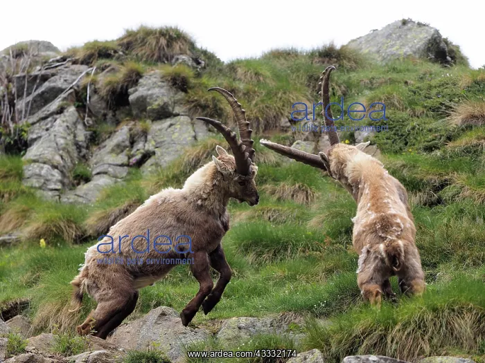  : 80195310 Alpine Ibex - fighting Gran Paradiso National