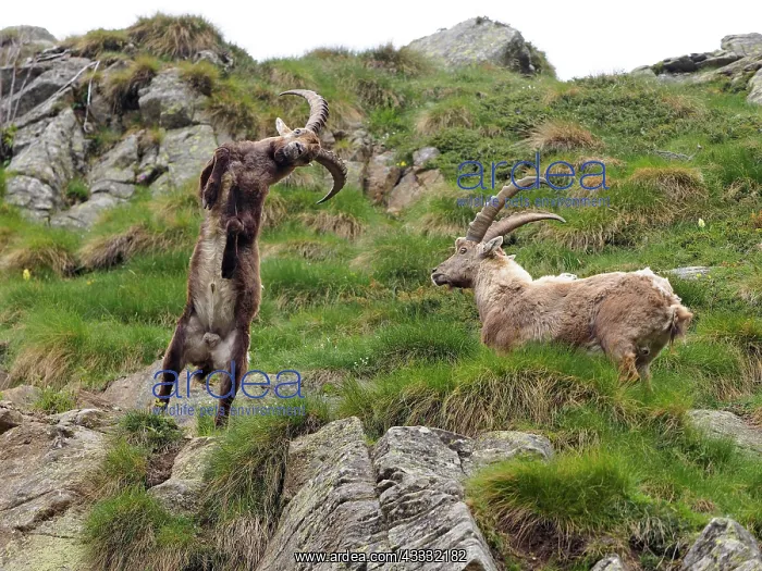 : 80195311 Alpine Ibex - fighting Gran Paradiso National : 80195311 Alpine Ibex - fighting Gran Paradiso National