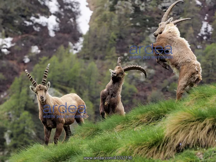 : 80195312 Alpine Ibex - fighting Gran Paradiso National : 80195312 Alpine Ibex - fighting Gran Paradiso National