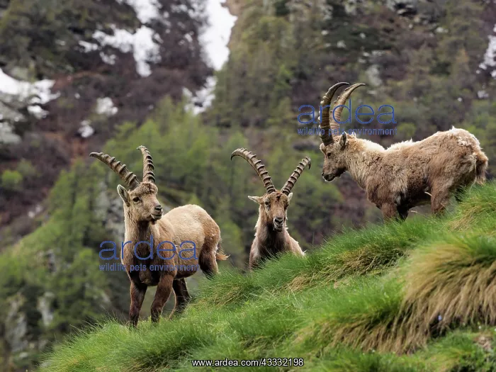 : 80195313 Alpine Ibex - fighting Gran Paradiso National : 80195313 Alpine Ibex - fighting Gran Paradiso National