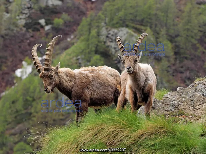 : 80195314 Alpine Ibex - fighting Gran Paradiso National : 80195314 Alpine Ibex - fighting Gran Paradiso National