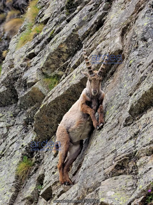 : 80195315 Alpine Ibex Gran Paradiso National Park : 80195315 Alpine Ibex Gran Paradiso National Park