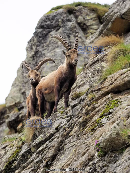 : 80195316 Alpine Ibex Gran Paradiso National Park : 80195316 Alpine Ibex Gran Paradiso National Park