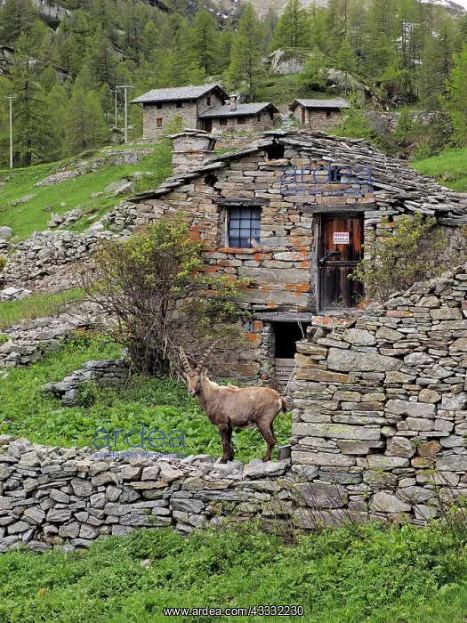 : 80195317 Alpine Ibex - buck in front of mountain : 80195317 Alpine Ibex - buck in front of mountain