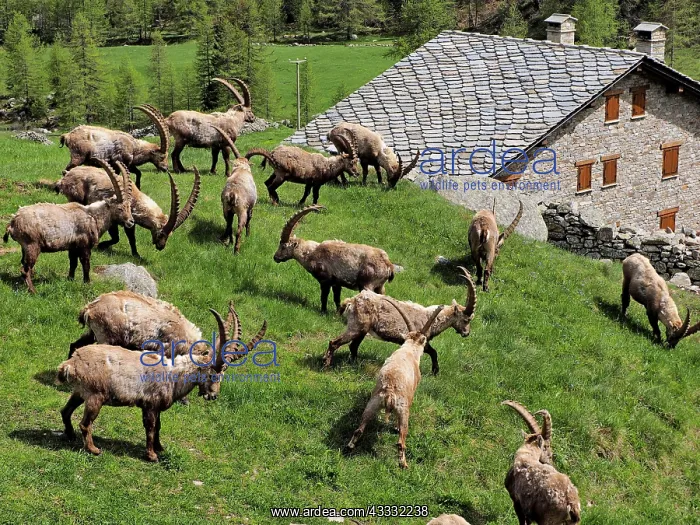 : 80195318 Alpine Ibex - bucks in front of mountain : 80195318 Alpine Ibex - bucks in front of mountain