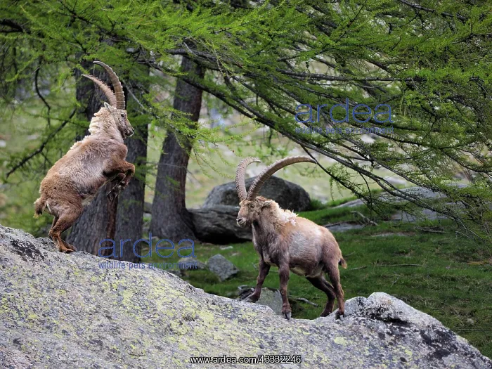 : 80195319 Alpine Ibex - fighting Gran Paradiso National : 80195319 Alpine Ibex - fighting Gran Paradiso National