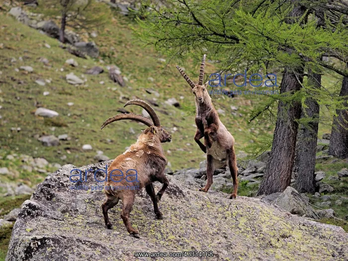  : 80195320 Alpine Ibex - fighting Gran Paradiso National