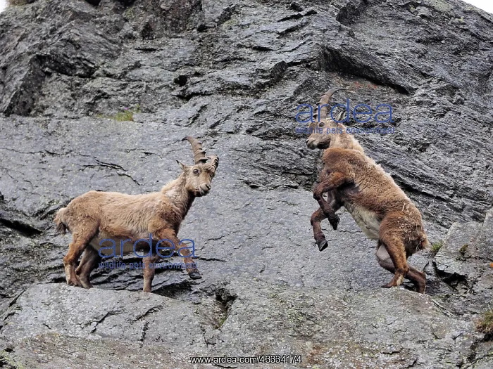 : 80195321 Alpine Ibex - fighting Gran Paradiso National : 80195321 Alpine Ibex - fighting Gran Paradiso National