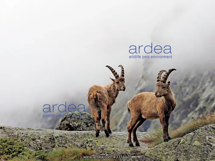: 80195322 Alpine Ibex - young Gran Paradiso National : 80195322 Alpine Ibex - young Gran Paradiso National