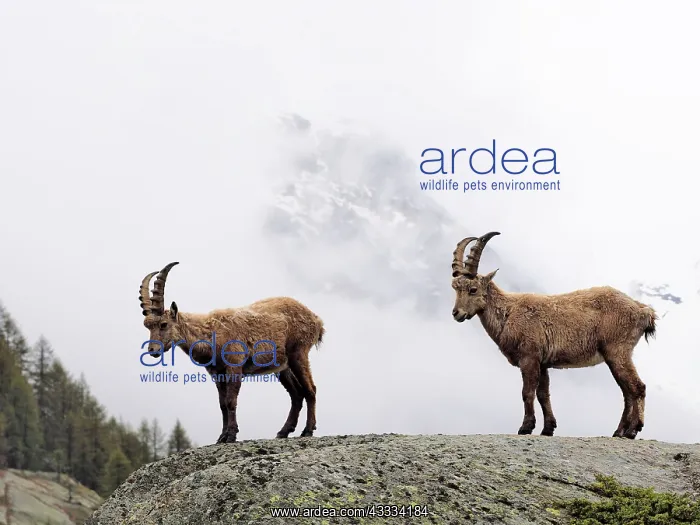 : 80195323 Alpine Ibex - young Gran Paradiso National : 80195323 Alpine Ibex - young Gran Paradiso National