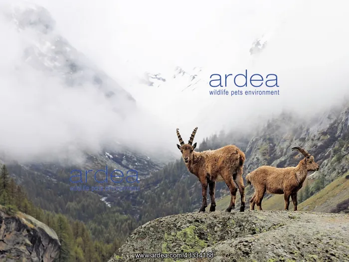  : 80195324 Alpine Ibex - young Gran Paradiso National