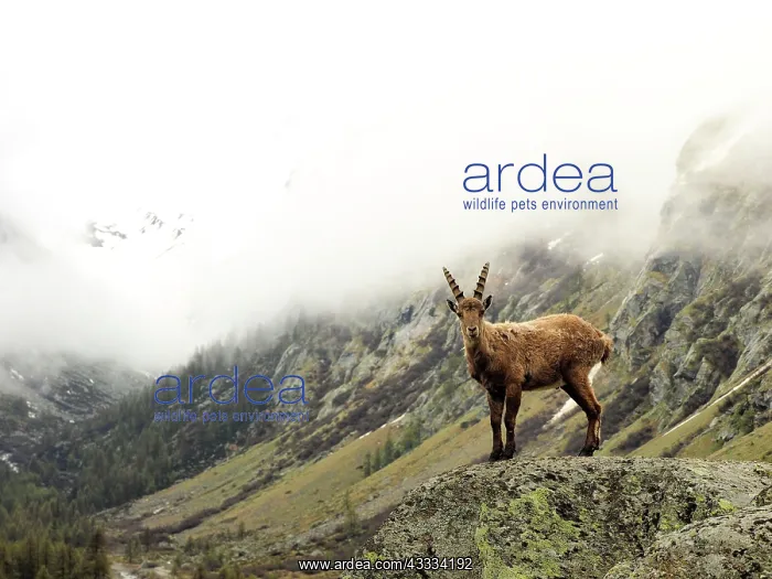 : 80195325 Alpine Ibex - young Gran Paradiso National : 80195325 Alpine Ibex - young Gran Paradiso National