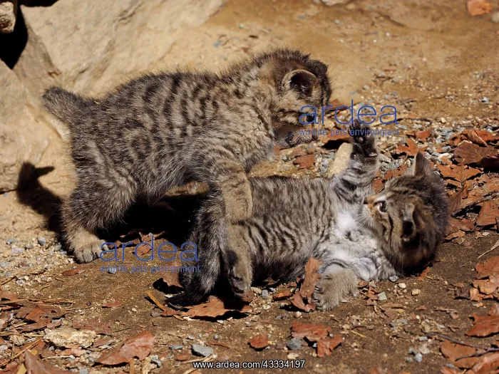 : 80195326 Wild Cat - young playing (controlled conditions) : 80195326 Wild Cat - young playing (controlled conditions)