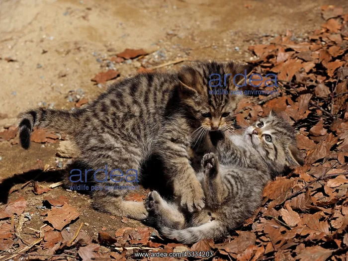 : 80195327 Wild Cat - young playing (controlled conditions) : 80195327 Wild Cat - young playing (controlled conditions)