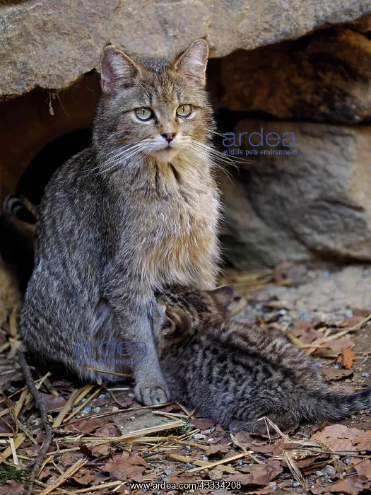: 80195328 Wild Cat - female nursing (controlled conditions) : 80195328 Wild Cat - female nursing (controlled conditions)
