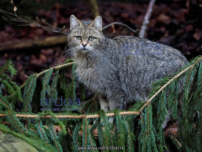: 80195329 Wild Cat - female (controlled conditions) : 80195329 Wild Cat - female (controlled conditions)