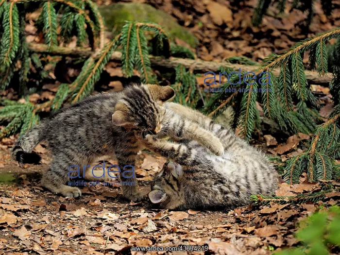 : 80195330 Wild Cat - young playing (controlled conditions) : 80195330 Wild Cat - young playing (controlled conditions)