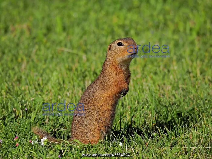 : 80195331 Souslik / European Ground Squirrel Lake : 80195331 Souslik / European Ground Squirrel Lake