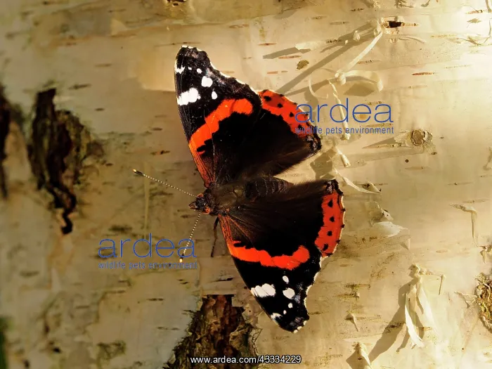 : 80195332 Red Admiral Butterfly - on Birch Tree Germany : 80195332 Red Admiral Butterfly - on Birch Tree Germany
