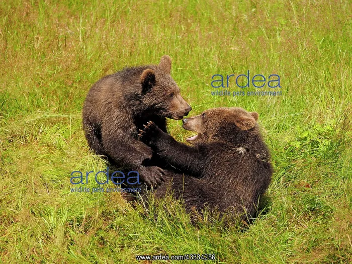 : 80195337 European Brown Bear - cubs playing - controlled : 80195337 European Brown Bear - cubs playing - controlled