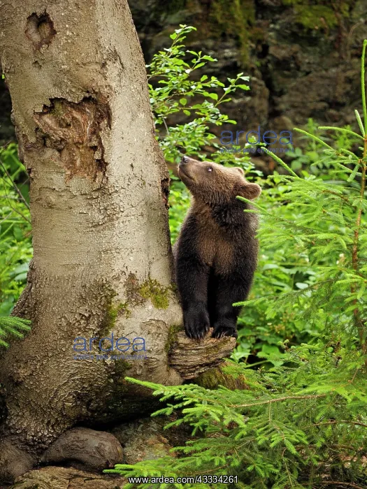 : 80195338 European Brown Bear - cub - controlled : 80195338 European Brown Bear - cub - controlled
