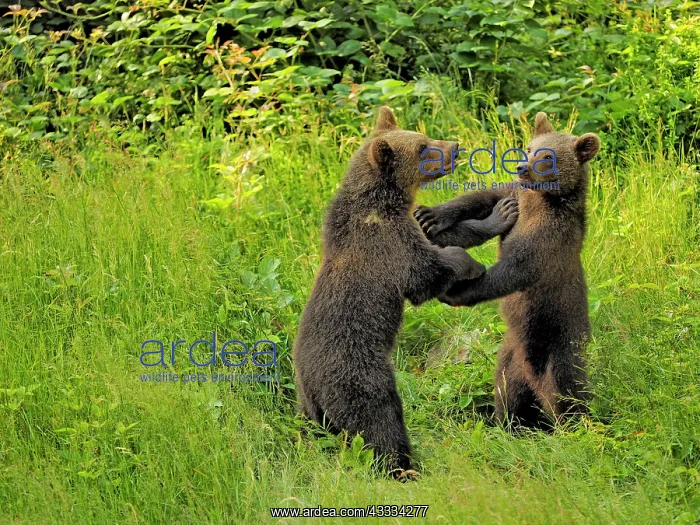 : 80195341 European Brown Bear - cubs playing - controlled : 80195341 European Brown Bear - cubs playing - controlled