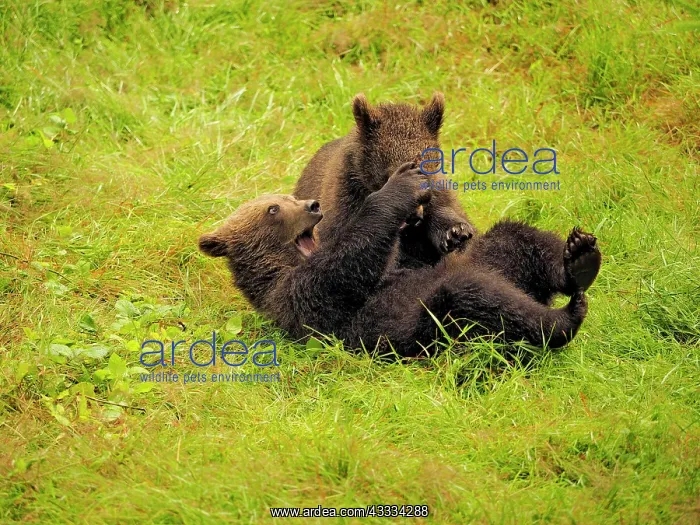 : 80195344 European Brown Bear - cubs playing - controlled : 80195344 European Brown Bear - cubs playing - controlled
