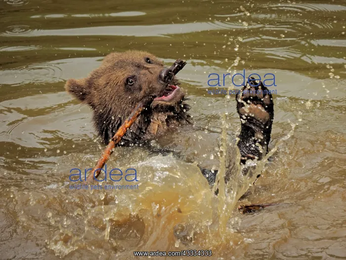 : 80195355 European Brown Bear - cub in water - controlled : 80195355 European Brown Bear - cub in water - controlled