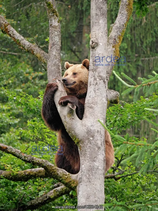 : 80195358 European Brown Bear climbing tree - controlled : 80195358 European Brown Bear climbing tree - controlled