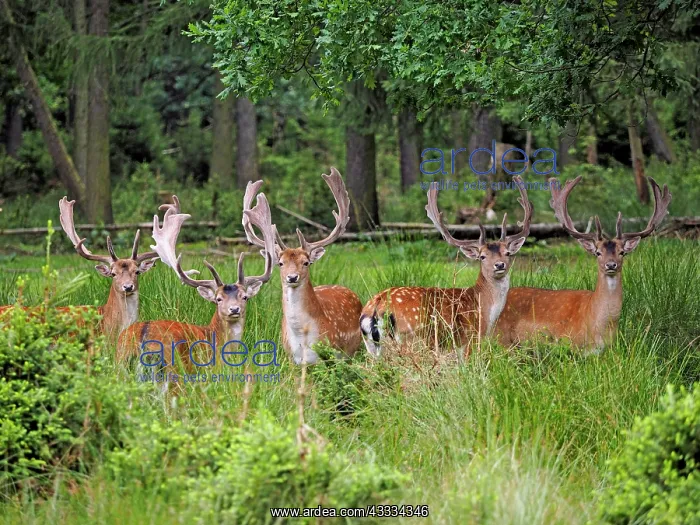 : 80195360 Fallow Deer - herd of bucks with racks : 80195360 Fallow Deer - herd of bucks with racks