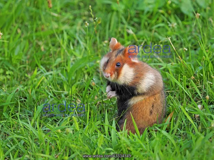  : 80195361 European Hamster Vienna, Austria Cricetus