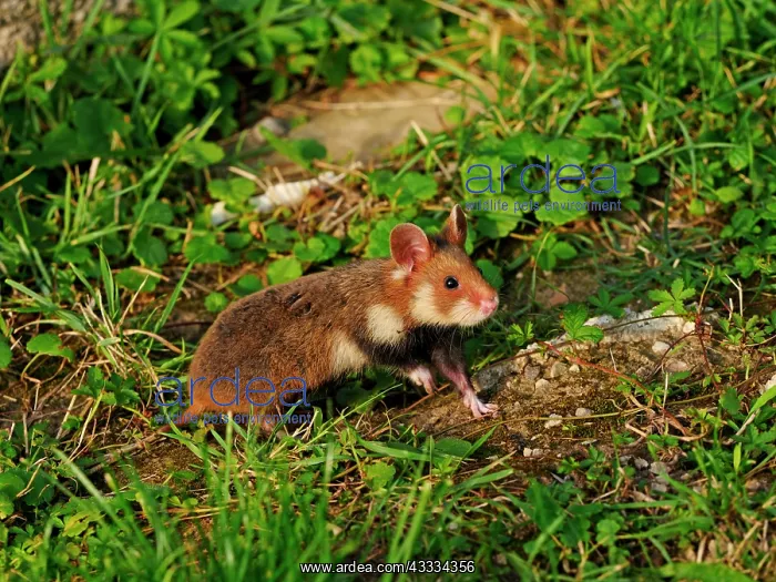 : 80195363 European Hamster - young Vienna, Austria : 80195363 European Hamster - young Vienna, Austria