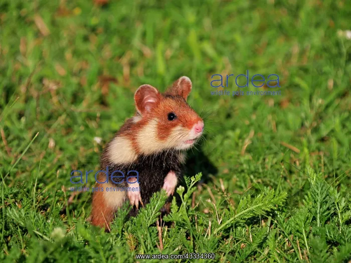 : 80195364 European Hamster Vienna, Austria Cricetus : 80195364 European Hamster Vienna, Austria Cricetus