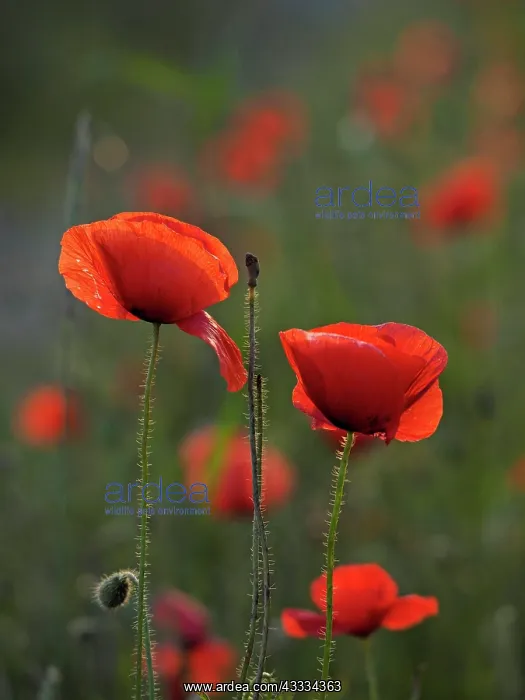 : 80195365 Common Poppy Germany Papaver rhoeas Stefan : 80195365 Common Poppy Germany Papaver rhoeas Stefan